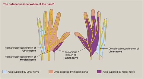 Peripheral Nerve Entrapment and Injury in the Upper 